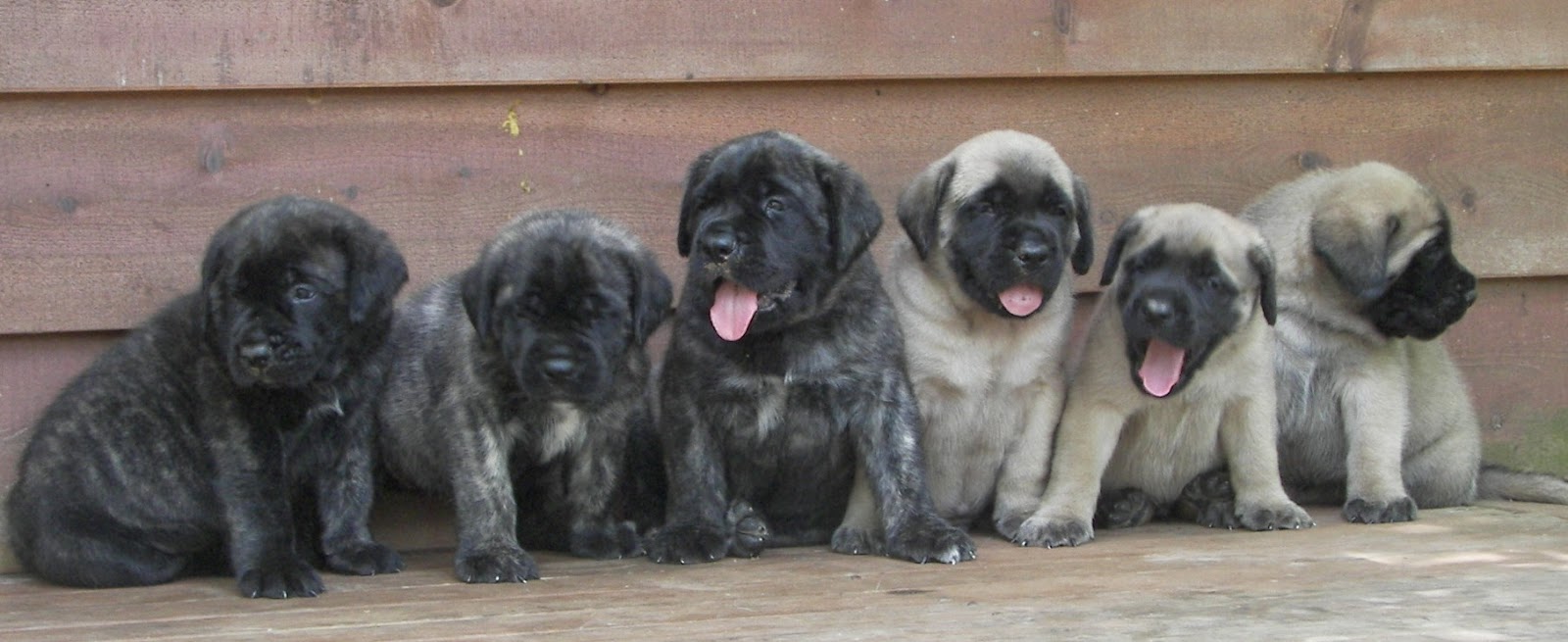 4 week old mastiff hot sale puppies